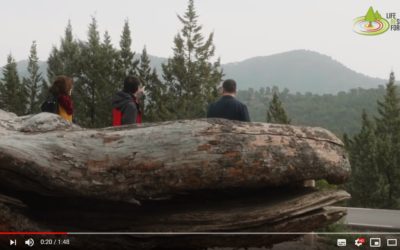 The Big Old Tree – Resilient Forests Video Series Episode 3