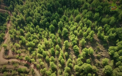 Managed Forests Versus Unmanaged – Episode 4
