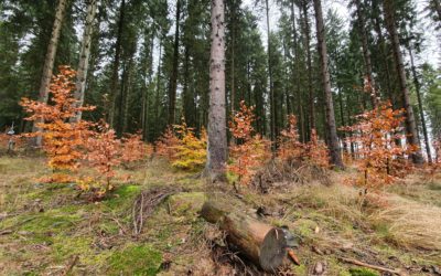 Forest Management should be at the heart of upcoming EU Strategy
