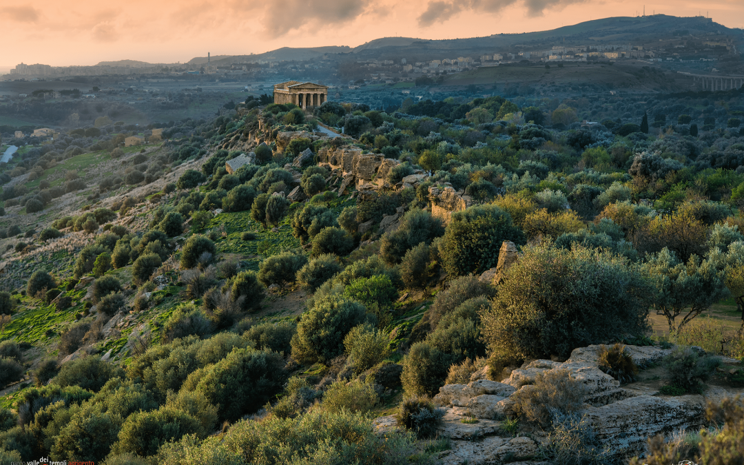 The state of Mediterranean forests: How can we improve?