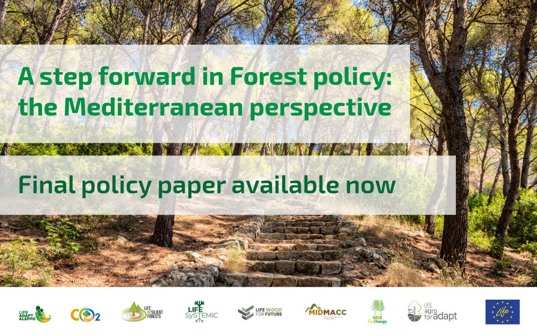 A step forward in Forest policy – Policy Paper available