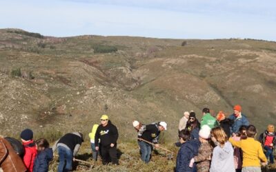 Reforestation action in Serra da Estrela (Portugal)