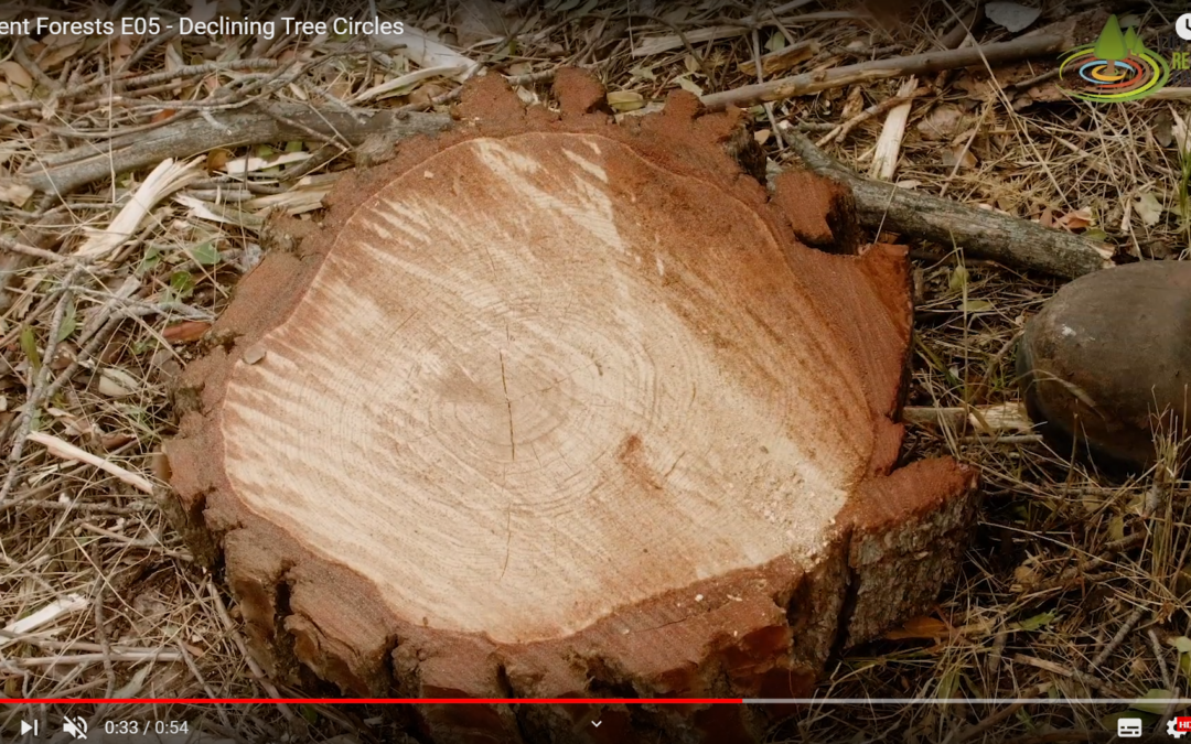 Declining Tree Circles – Episode 5