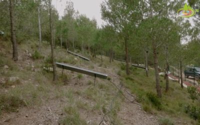 Visiting the Experimental Forest Plots – Episode 6