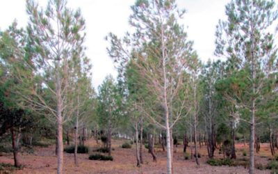 Eco-hydrologic forest management improves soil conservation in semiarid regions