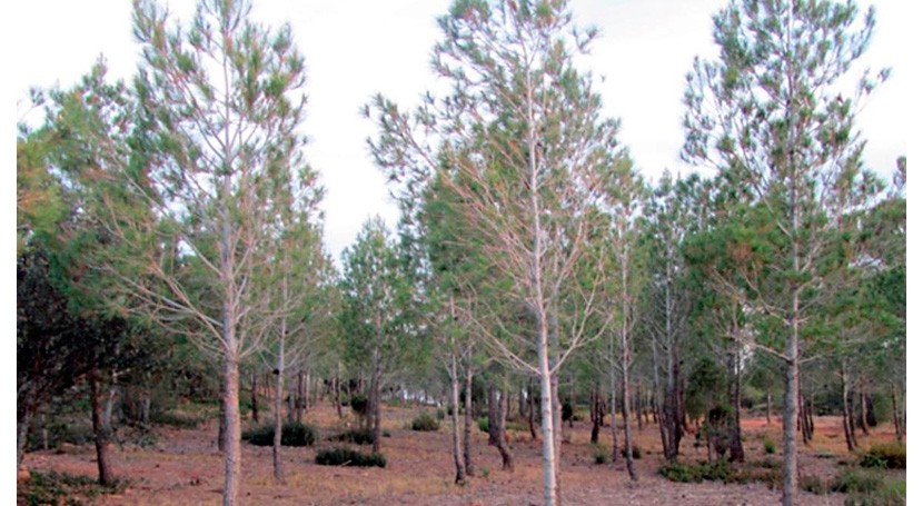 Eco-hydrologic forest management improves soil conservation in semiarid regions